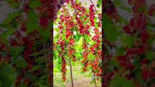 Mulberry # fruit # #garden #nature # black berries # ✨🌟💪🏻