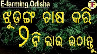 Long beans Farming in Odisha || ଝୁଡ଼ଙ୍ଗ ଚାଷ ।