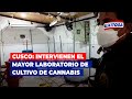 🔴🔵Cusco: Intervienen el mayor laboratorio de cultivo de cannabis en la región