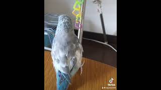 【マメルリハ】おもちゃと会話するラリマーちゃん　#マメルリハインコ#Parrotlet#癒し#shorts