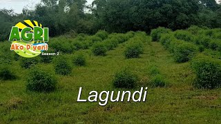 “LAGUNDI” Ep.62 AGRI Ako D’yan