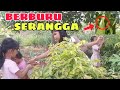 BOCIL-BOCIL BERBURU SERANGGA