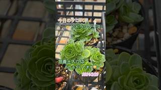 2024/2/25 今日のタニパト #多肉植物  #succulent #plant #エケベリア#タニパト#アエオニウム#ドドランタリス