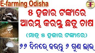 how to start mushroom farming in 5 thousand rupees(୫ ହଜାର ଟଙ୍କାରେ ଛତୁ ଚାଷ ଆରମ୍ଭ କରନ୍ତୁ )