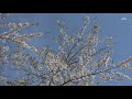 秋田新幹線－e6系こまち－田沢湖線 桜散る