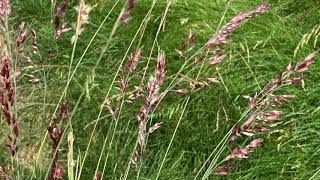 Ruby grass