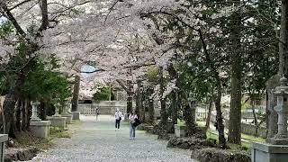 20240417冨士御室浅間神社