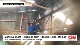 Mangsa Ayam Ternak, Ular Piton 4 Meter Ditangkap