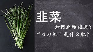 韭菜施肥有點特殊，如何正確施肥？施什麼肥最好以及施肥的規律