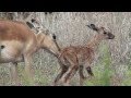 New Born Impala (Welcome aboard, Baby) - Un piccolo impala appena nato !