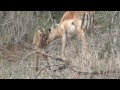 New Born Impala (Welcome aboard, Baby) - Un piccolo impala appena nato !