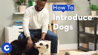 How To Introduce Dogs | Chewtorials