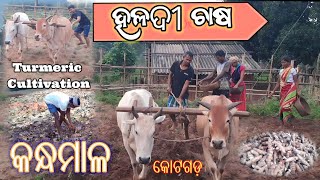 ହଳଦୀ ଚାଷ ପାଇଁ କନ୍ଧମାଳ ପ୍ରସିଦ୍ଧ |ଜଙ୍ଗଲି ଗାଁର ଚାଷ ହଳଦୀ |କେମିତି ହଳଦୀ ଚାଷ କରିବେ | Turmeric Cultivation