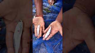 🌀🌀வித்தியாசமான ஆத்து மீன்🐠🦈|fish hunting in rever🥵 #shorts #timeilatvm #love #fishing #trending