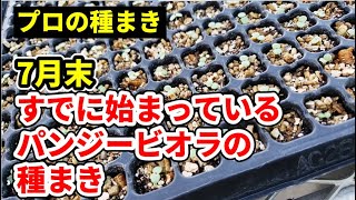 プロ生産者のパンジービオラの種まきの様子 園芸 ガーデニング ｂｙ園芸チャンネル 257