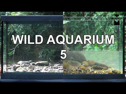 Wild Aquarium 5 Wild Aquarium 5