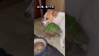 ねこ草を食べる犬　#shorts #犬 #猫 #犬のいる暮らし #銀河鉄道999 #音楽 #dog #cat #猫草