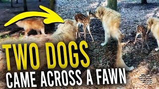 Two Dogs Came Across a Fawn and Tried to Sniff It as Lady Tells Them Its a Baby
