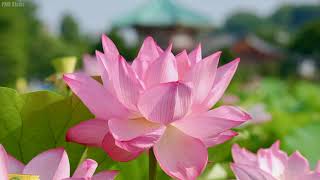 4K Ultra HD - Lotus Flower Pictures