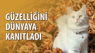 Van Kedisi ‘Su’ Güzelliğini Dünyaya Kanıtladı