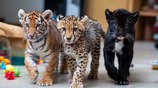 Inseparable Trio| Black panther cub, cheetah cub and tiger cub ❤️