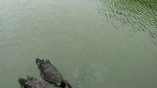 鯉の餌を食べる、鳩とｺｸﾁｮｳ003