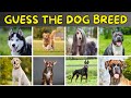 Guess The Dog Breed Quiz | Dog Quiz