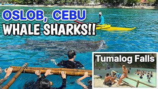 CEBU, PHILIPPINES!! Swimming with WHALE SHARKS in Oslob + Tumalog Waterfalls Tour