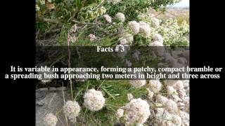 Eriogonum fasciculatum Top # 5 Facts