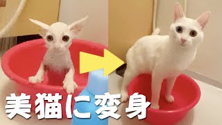 猛暑に遺棄されたオッドアイ姉妹猫が1歳に、こんなに美猫になりました