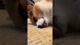 Crazy Things Corgis Do - Part 7 - Crazy Sleeping Positions #corgi #shorts