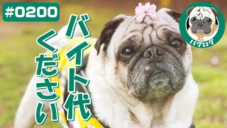 【バイト代ください】バイト代アピールが激しいパグ犬小虎[パグログ-0200]