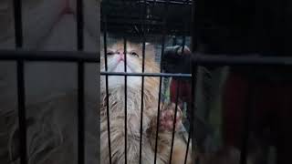 ഈ പൂച്ച കുട്ടി യുടെ വില Rs 10000 ആണ് |Cute Cat നെ വിൽക്കാൻ ഉണ്ട്Delhi Market Chor Bazar Jamah Masjid