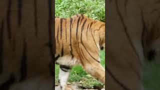 Discover the Majestic Tiger's Secrets