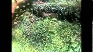 Peter Meehan Orienteering Castle Archdale