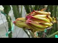 blooming dragon fruits from buds to flowers june 2022