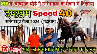 बिश्नोई भाई के बादशाह घोड़े ने सारंगखेड़ा के मैदान में दिखाया दमख़म Speed 40 #Sarangkhedamela2024