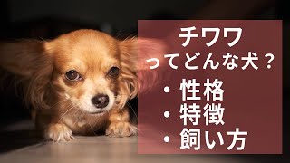 チワワってどんな犬？性格・特徴・飼い方などの豆知識！