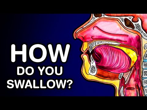What organelle is the most numerous inside the mouth and is responsible for breaking things down and digestion?