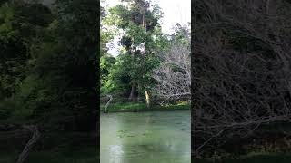 ស្រណោះ##nature #temple #cambodia