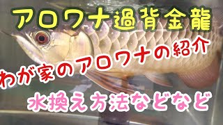 アロワナ過背金龍⑤ わが家の過背金龍の紹介!