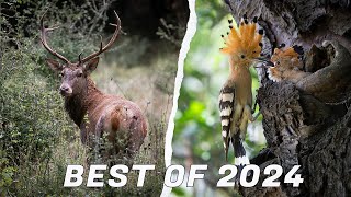 My BEST Wildlife photography for 2024