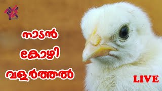 നാടൻ കോഴി വളർത്തൽ | Nadan Kozhi Valarthal | Poultry Farming | Aviyal Media by Das Pakkat