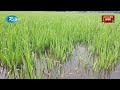 এখনো পানিতে তলিয়ে আছে আমন ধানের ফসল netrakona aman paddy rtv news