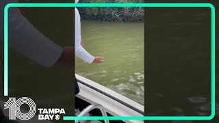 Florida man bitten by shark, pulled into water in the Everglades