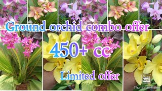 Ground orchid offer sale/combo offer/ 450+ cc