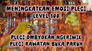 pancingan pleci bikin emosi level 100