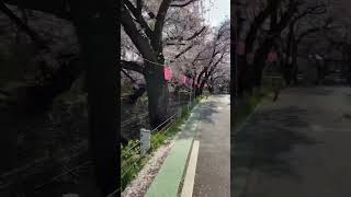 東川の桜並木｜埼玉県 所沢市 西新井町