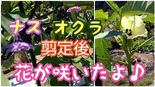 【34】夏野菜 剪定後花が咲いたよ♪ ナス更新剪定 オクラ栽培  おばあちゃんの畑 家庭菜園