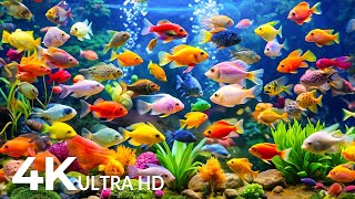 The Best 4K Aquarium - Explore the Stunning World of Sea Jellyfish and Beautiful Coral Reef Fish #2